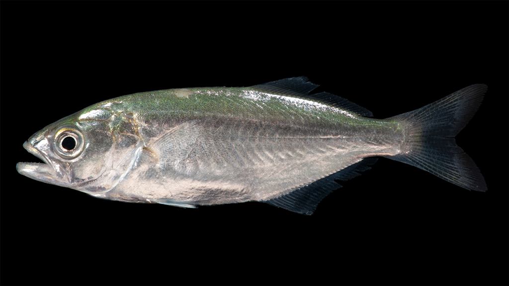 Foto de Anchova (Pomatomus saltatrix)